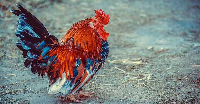 Hen